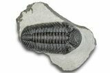 Prone Pedinopariops Trilobite - Mrakib, Morocco #287682-5